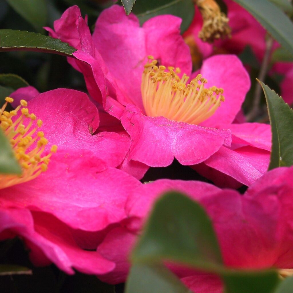 Camellia