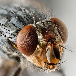 fly
