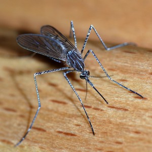 Mosquito