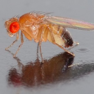 gnat