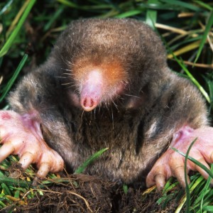 mole