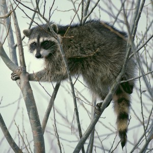 raccoon